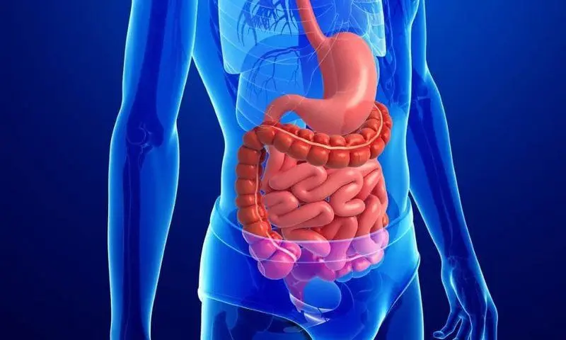 Hỗ trợ tiêu hoá và các tác dụng khác