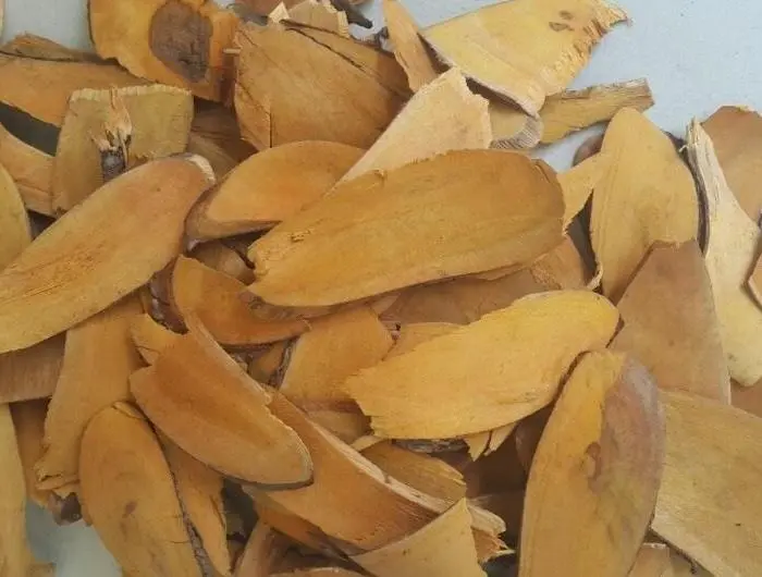 Vỏ thân và Rễ Nhàu – Dược liệu cổ truyền cho sức khỏe xương khớp