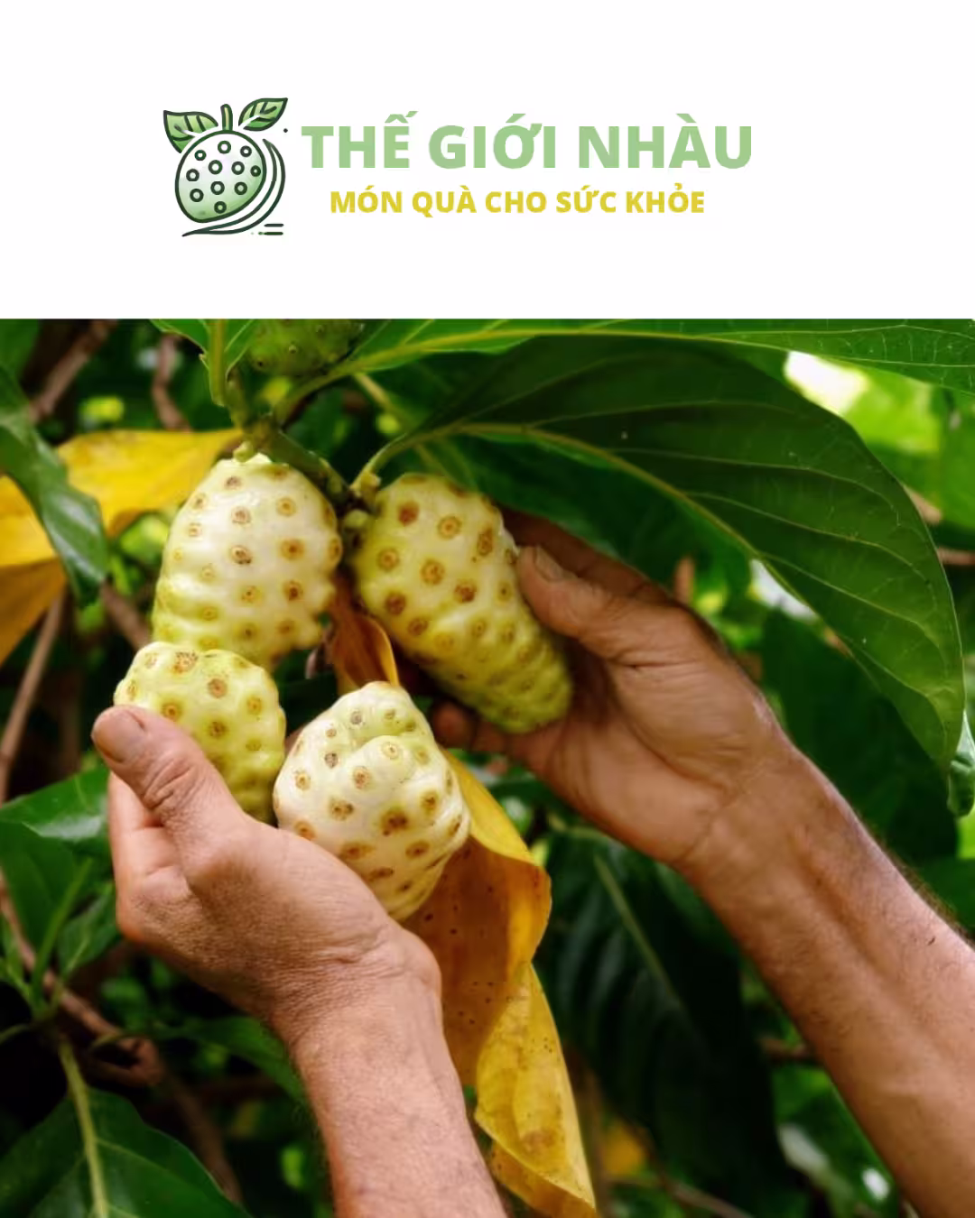 Trái nhàu có hình dạng như thế nào?