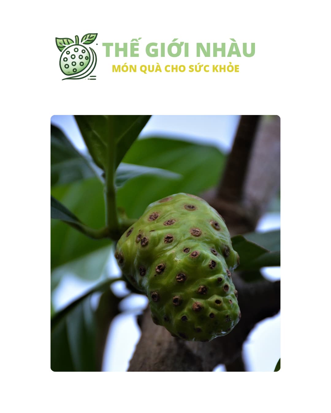 Trái Nhàu Là Gì?