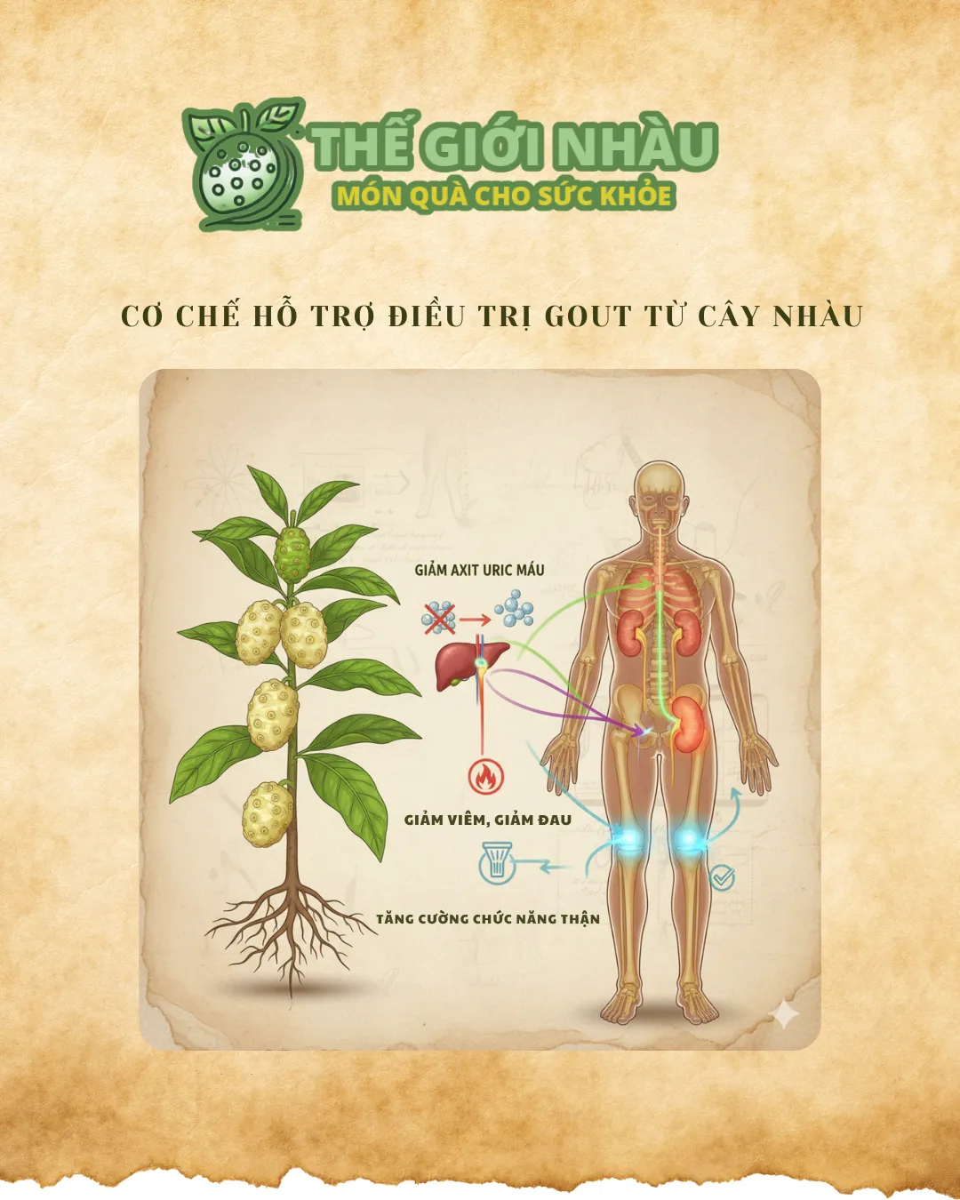 Cơ chế hỗ trợ điều trị gout từ cây nhàu