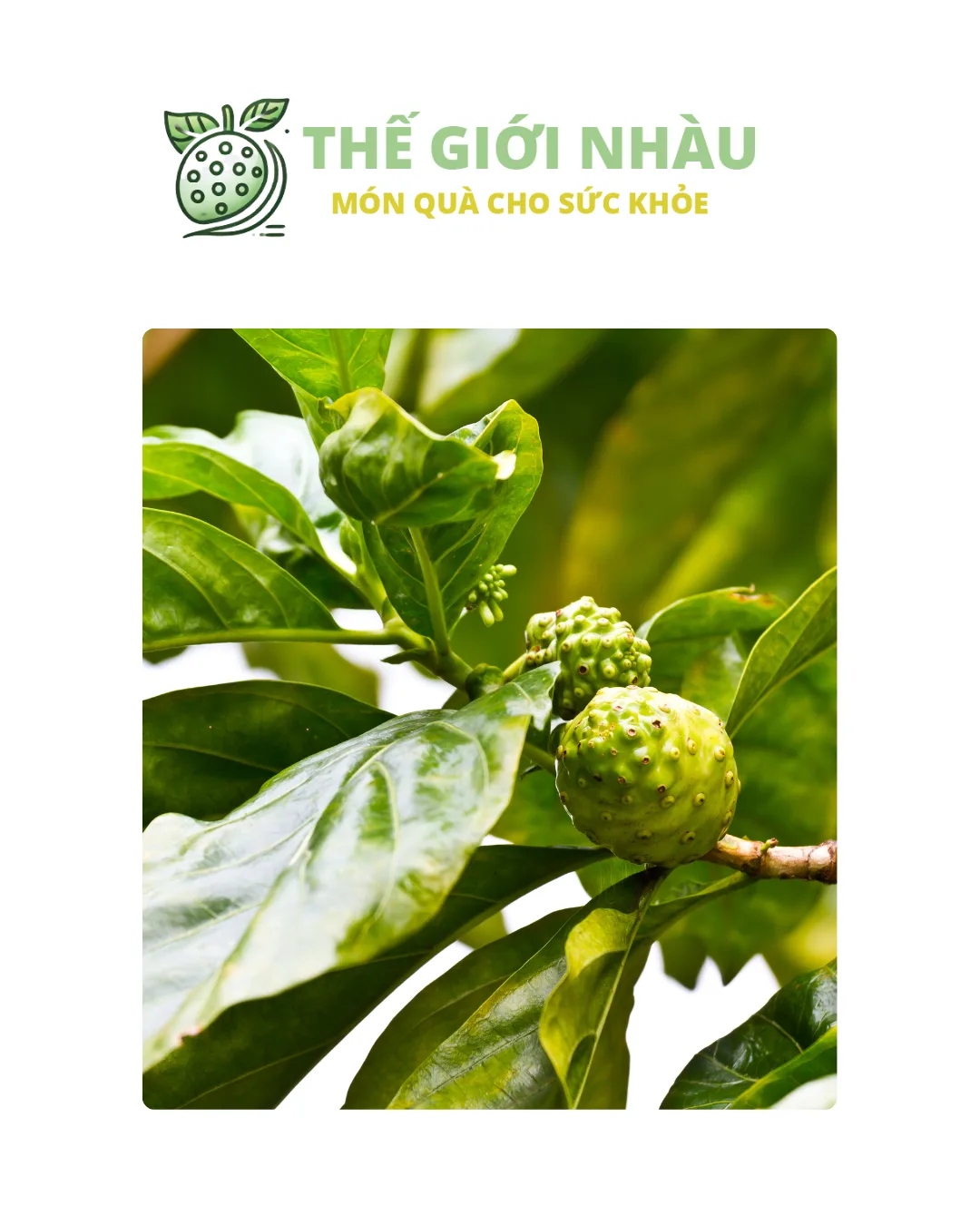 Giới thiệu về trái nhàu