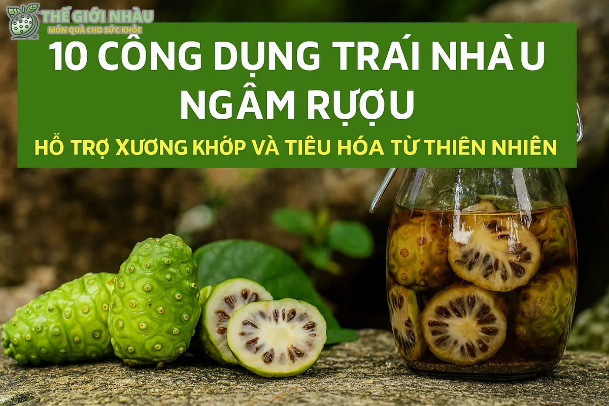 Công Dụng Trái Nhàu Ngâm Rượu: Lợi Ích Khoa Học Và Cách Sử Dụng An Toàn Cho Sức Khỏe Hàng Ngày